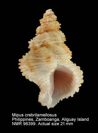 Mipus crebrillamellosus (5).jpg - Mipus crebrillamellosus (G.B.Sowerby,1913)